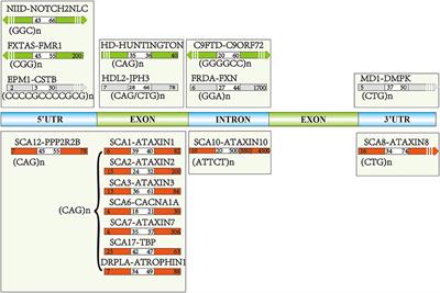 Cognitive Dysfunction in Repeat Expansion Diseases: A Review